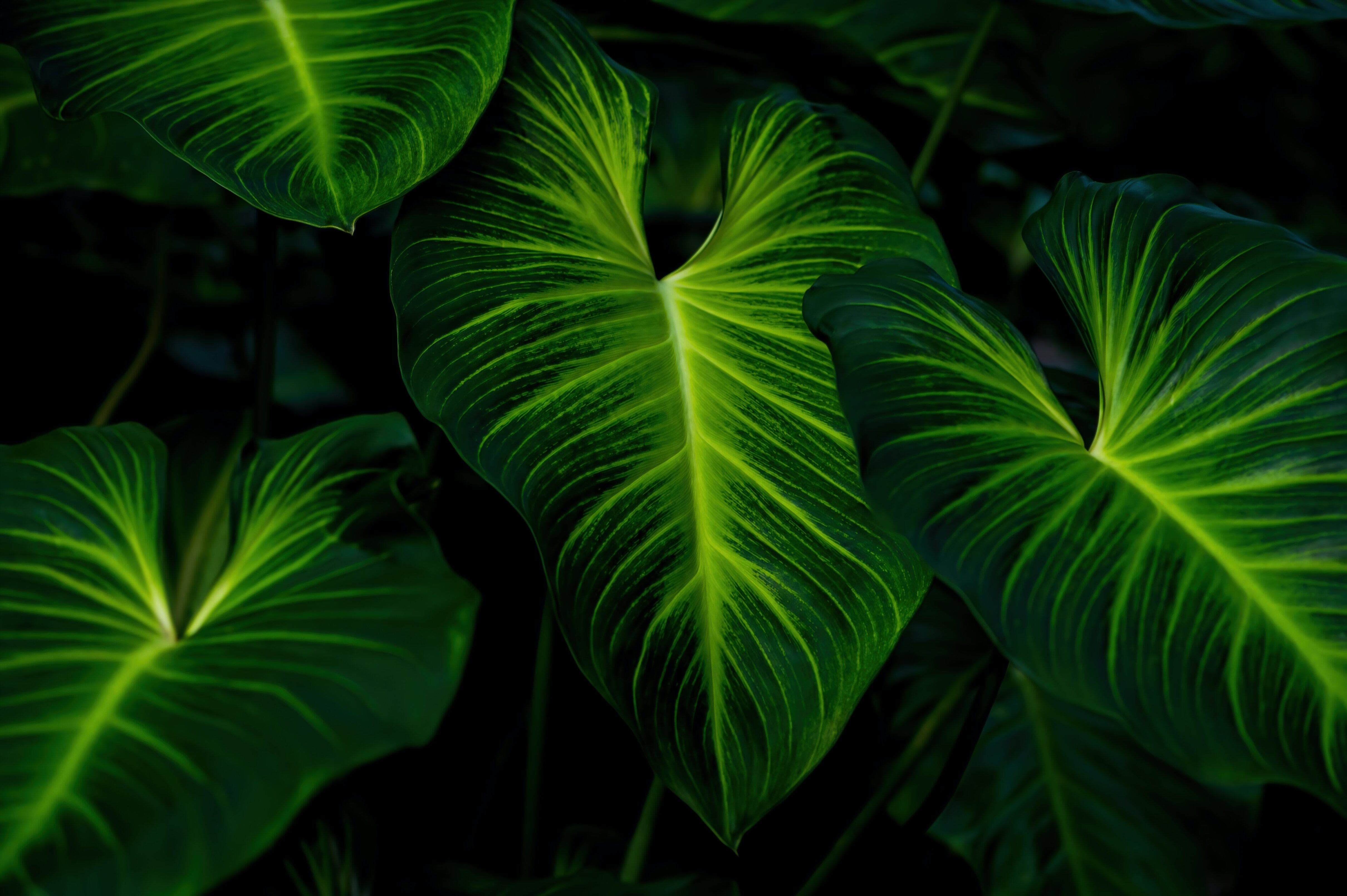 Plant leaves