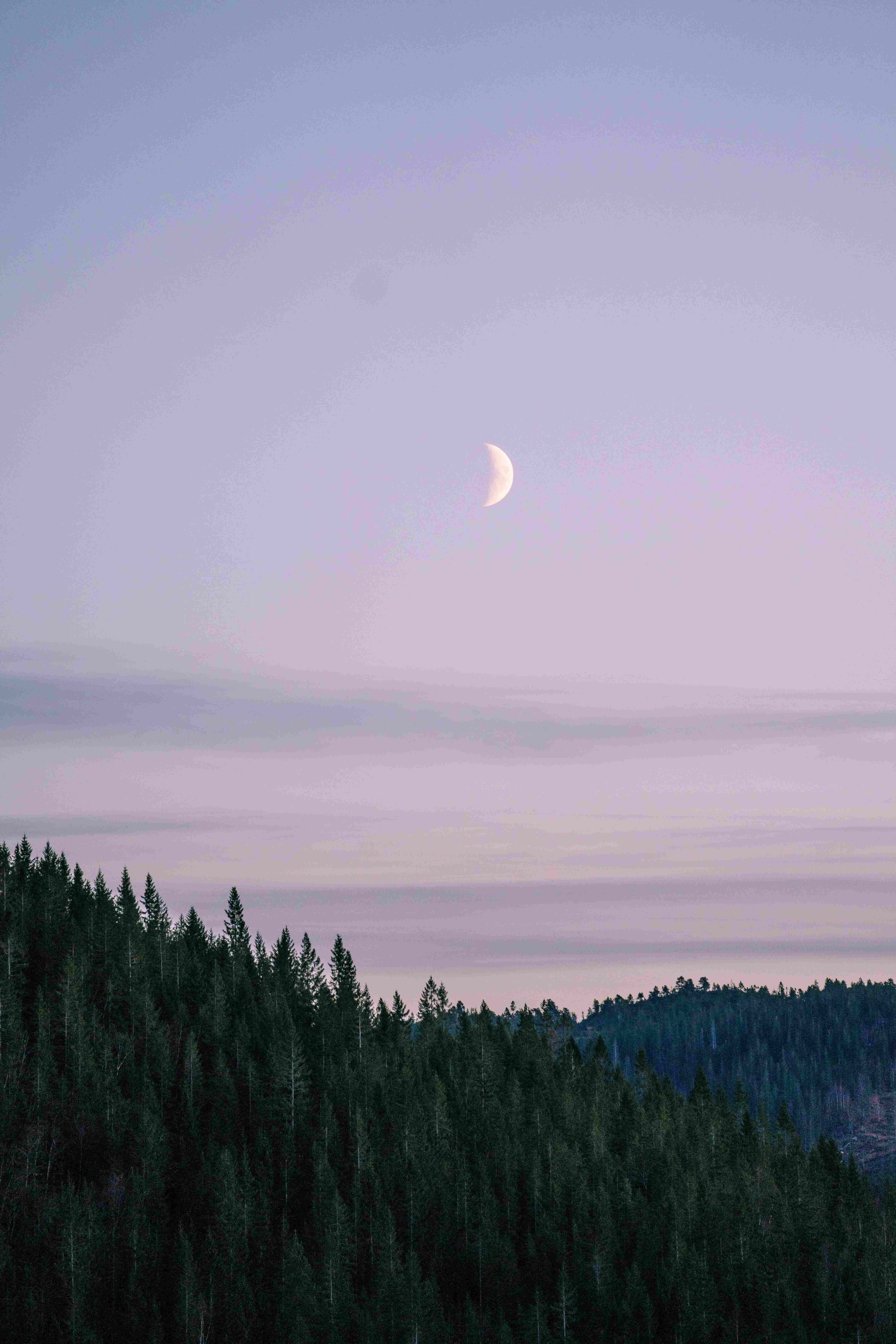 Moon in the distance at dusk in the forest
